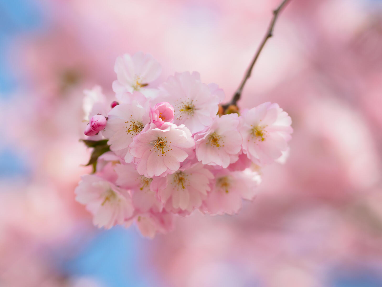Обои весна цветущие ветви цветение на рабочий стол