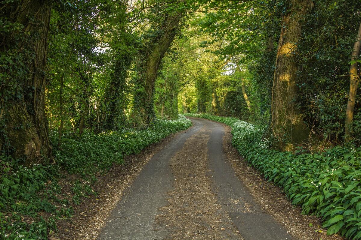 Old forest road