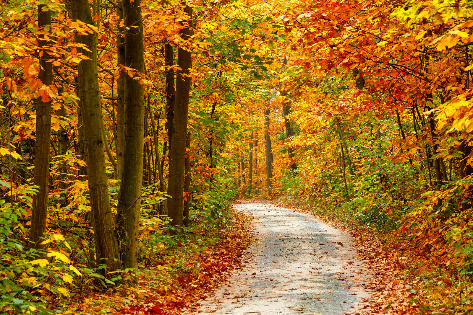 免费照片秋天的针叶林和道路