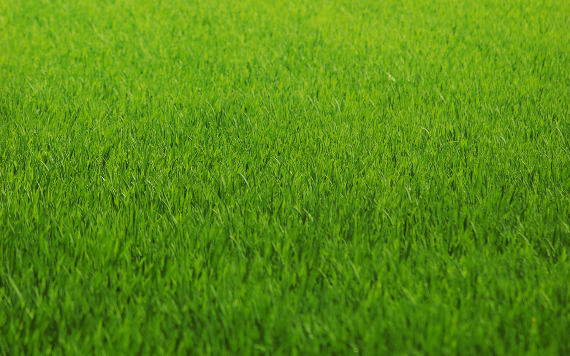 Обои аннотация трава зеленый на рабочий стол