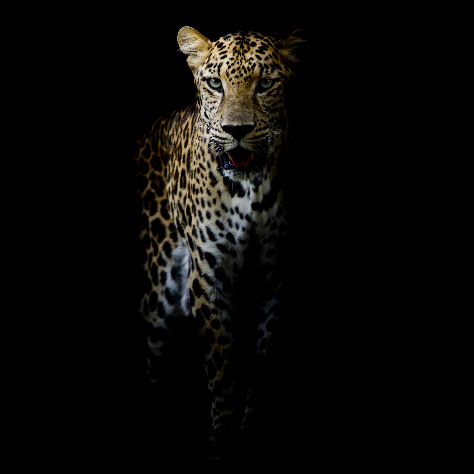 Wallpapers leopard animal Leopard portrait on the desktop