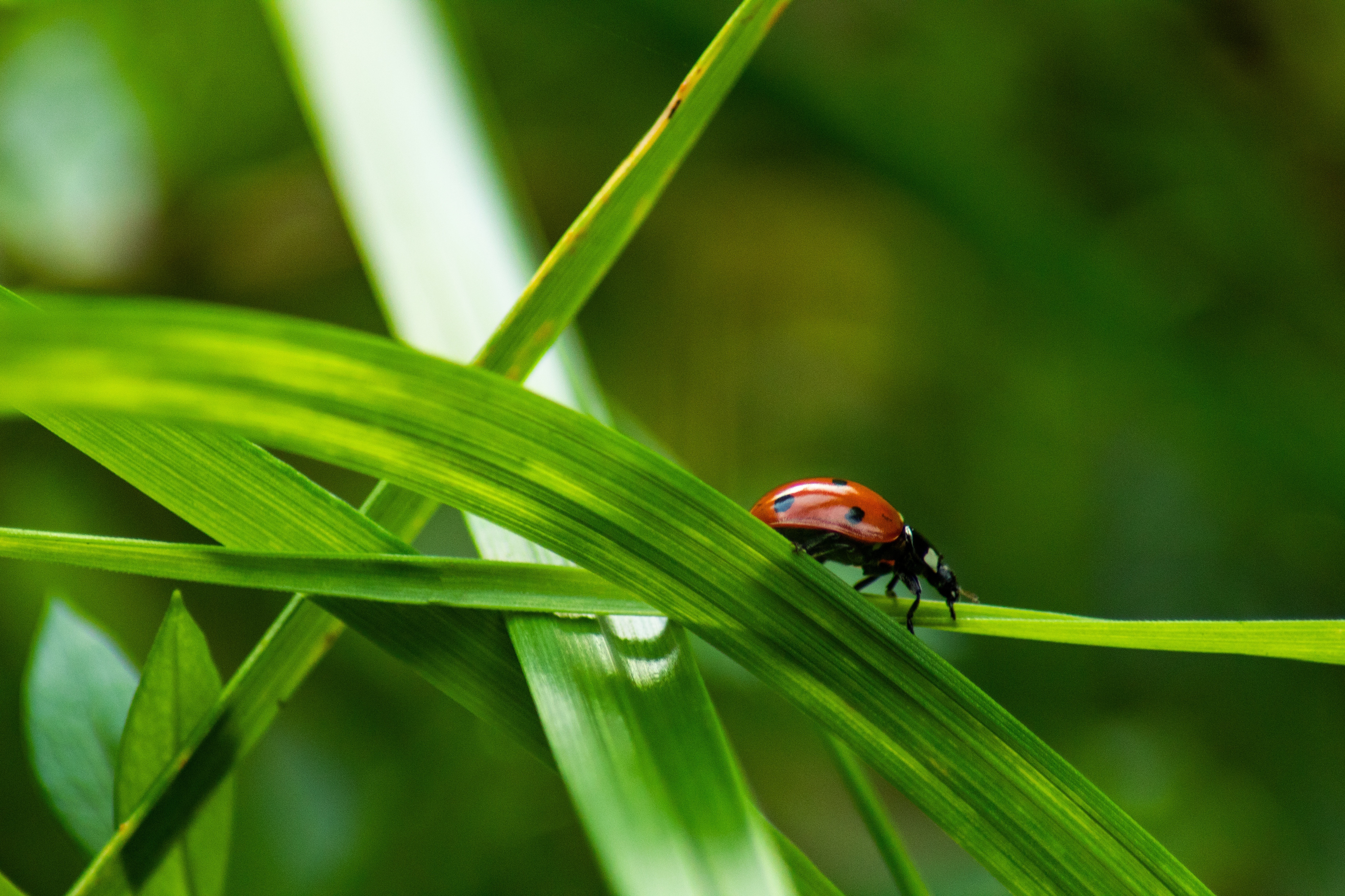 Wallpapers insect ladybug grass on the desktop