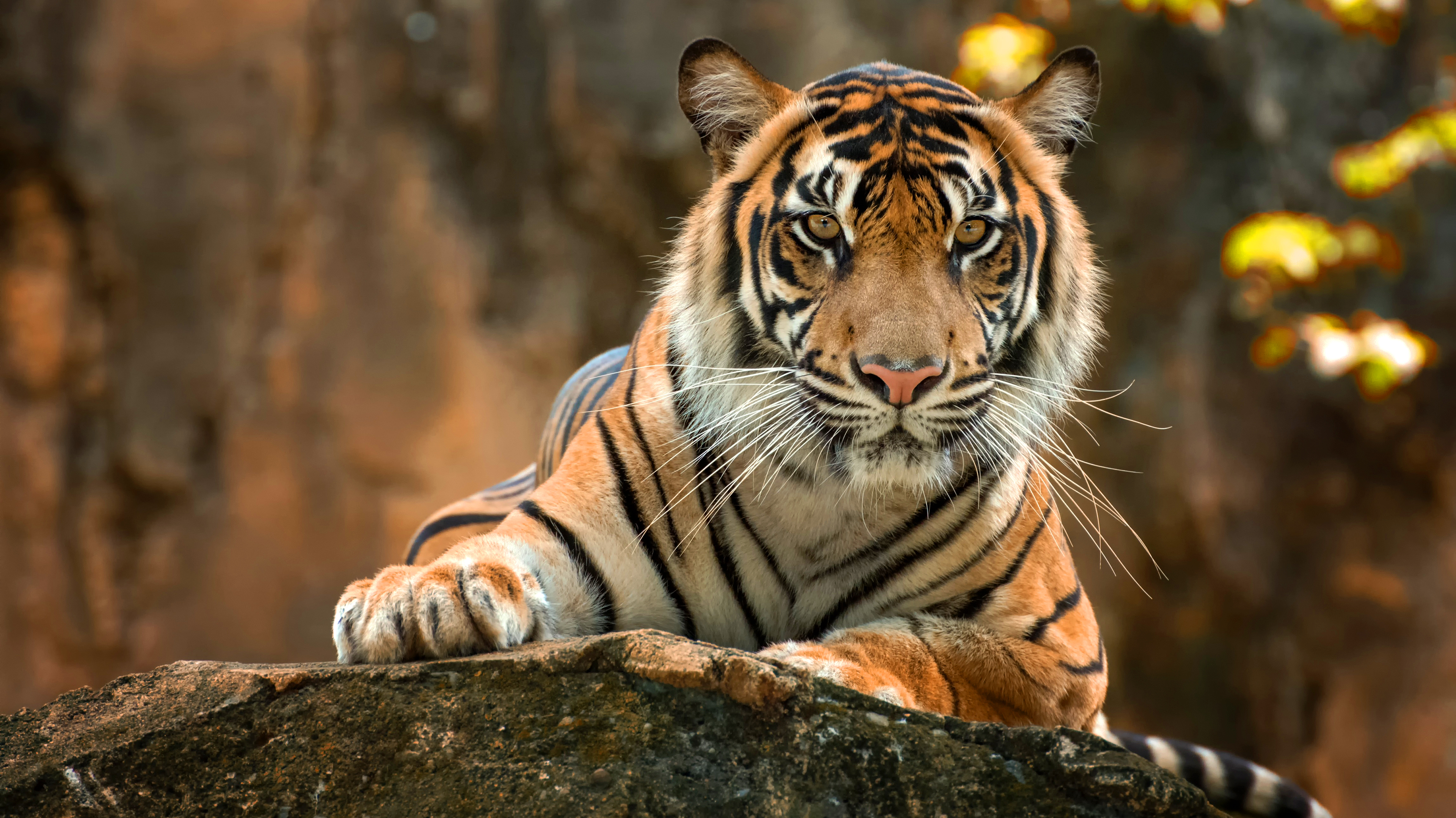 Бесплатное фото Тигр лежит на камне