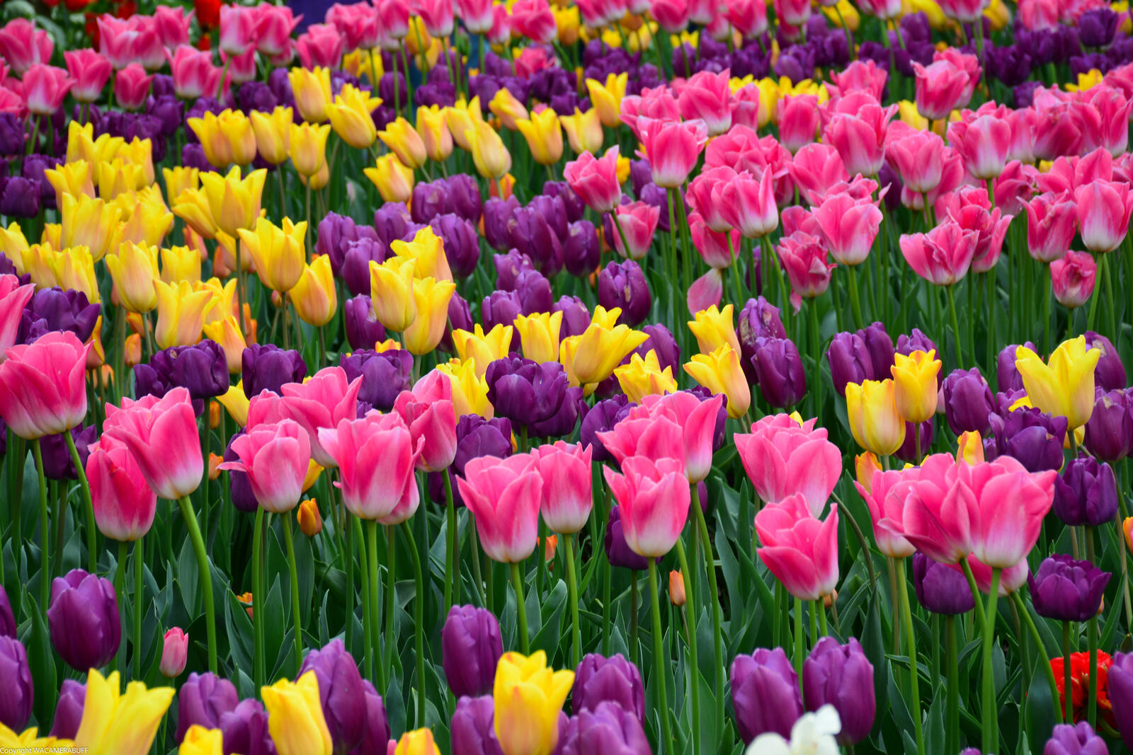 Бесплатное фото Голландские тюльпаны
