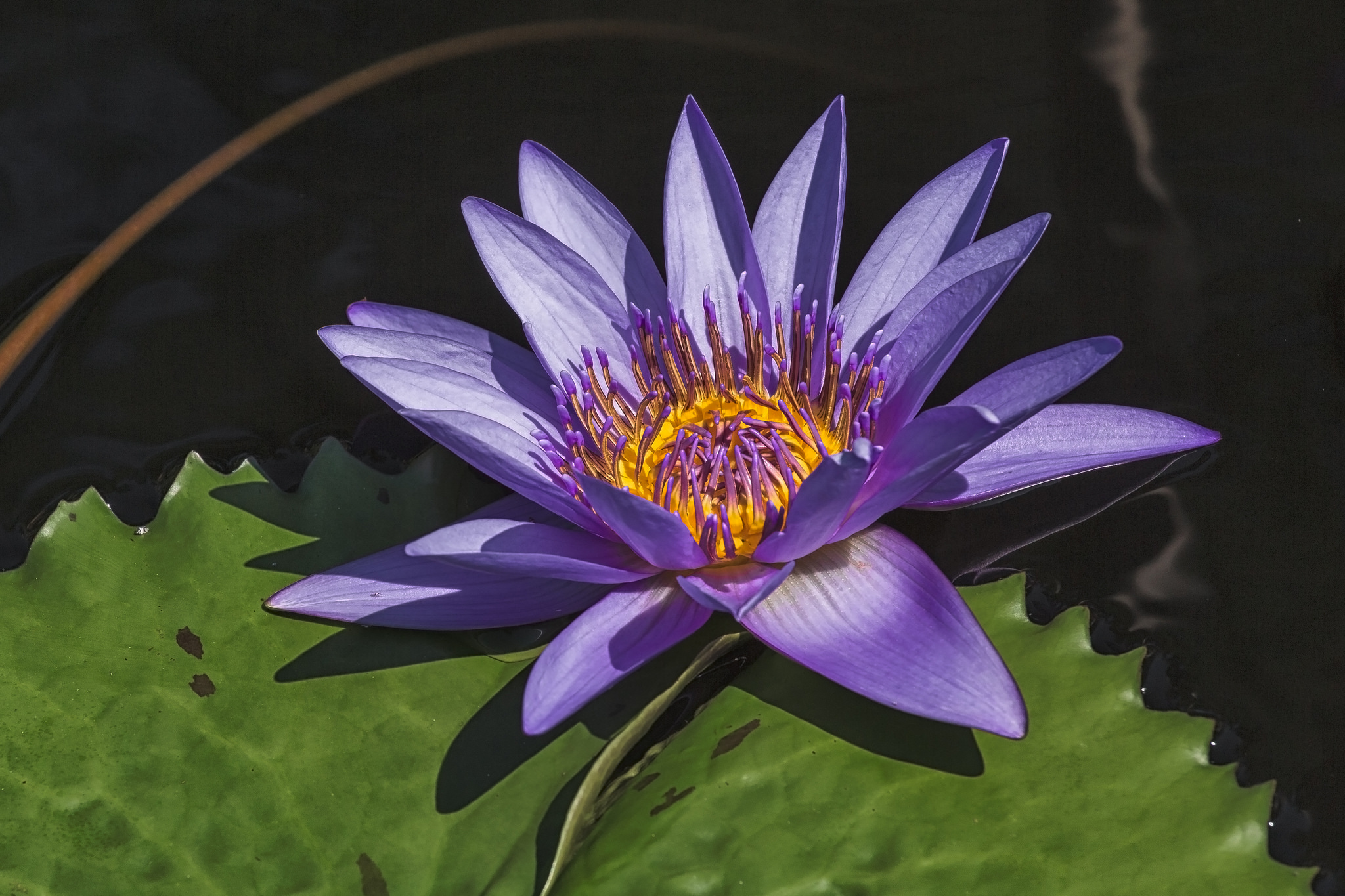 Фото бесплатно фиолетовый цветок, цветок, водоём