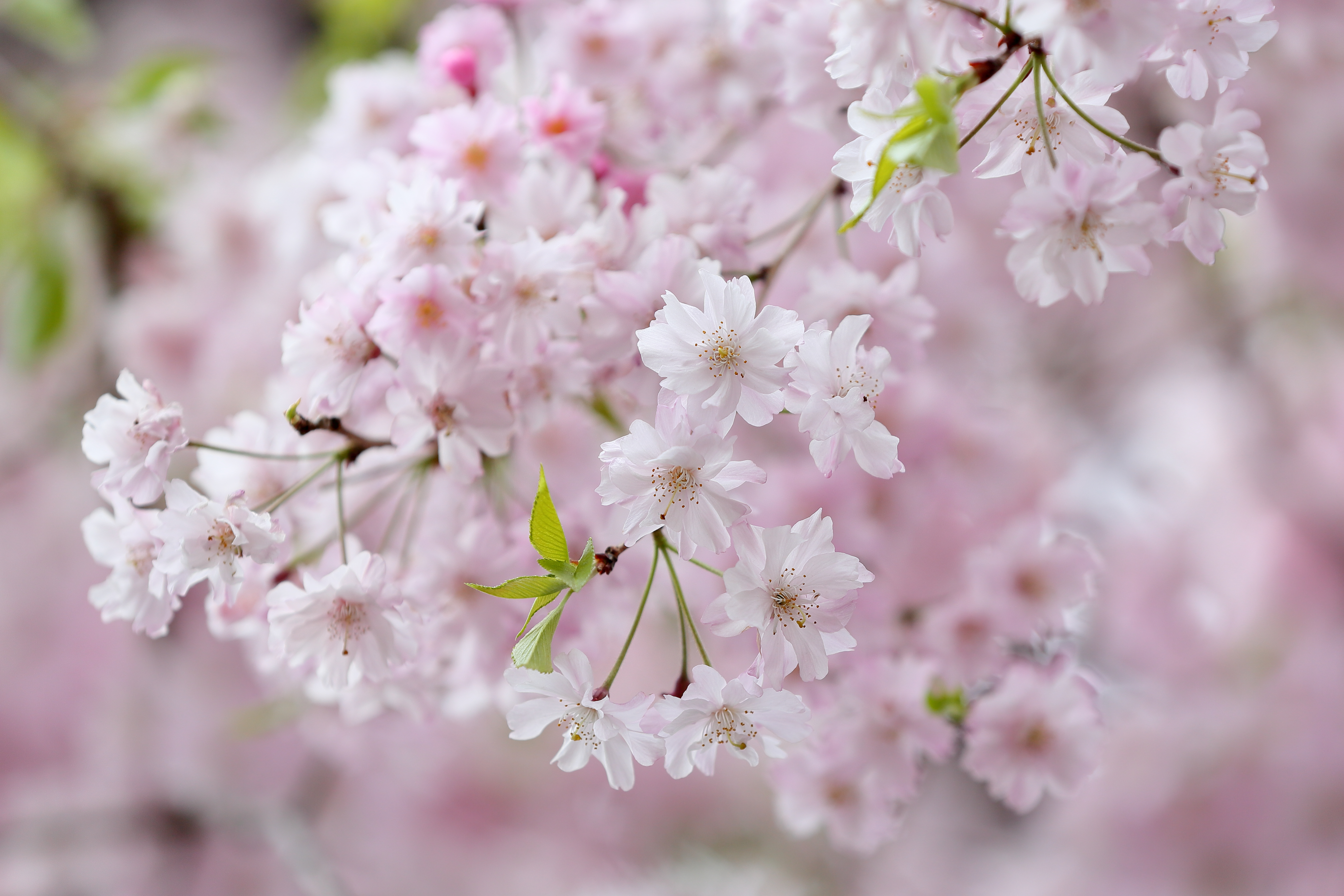 Бесплатное фото Дерево яблоня весной