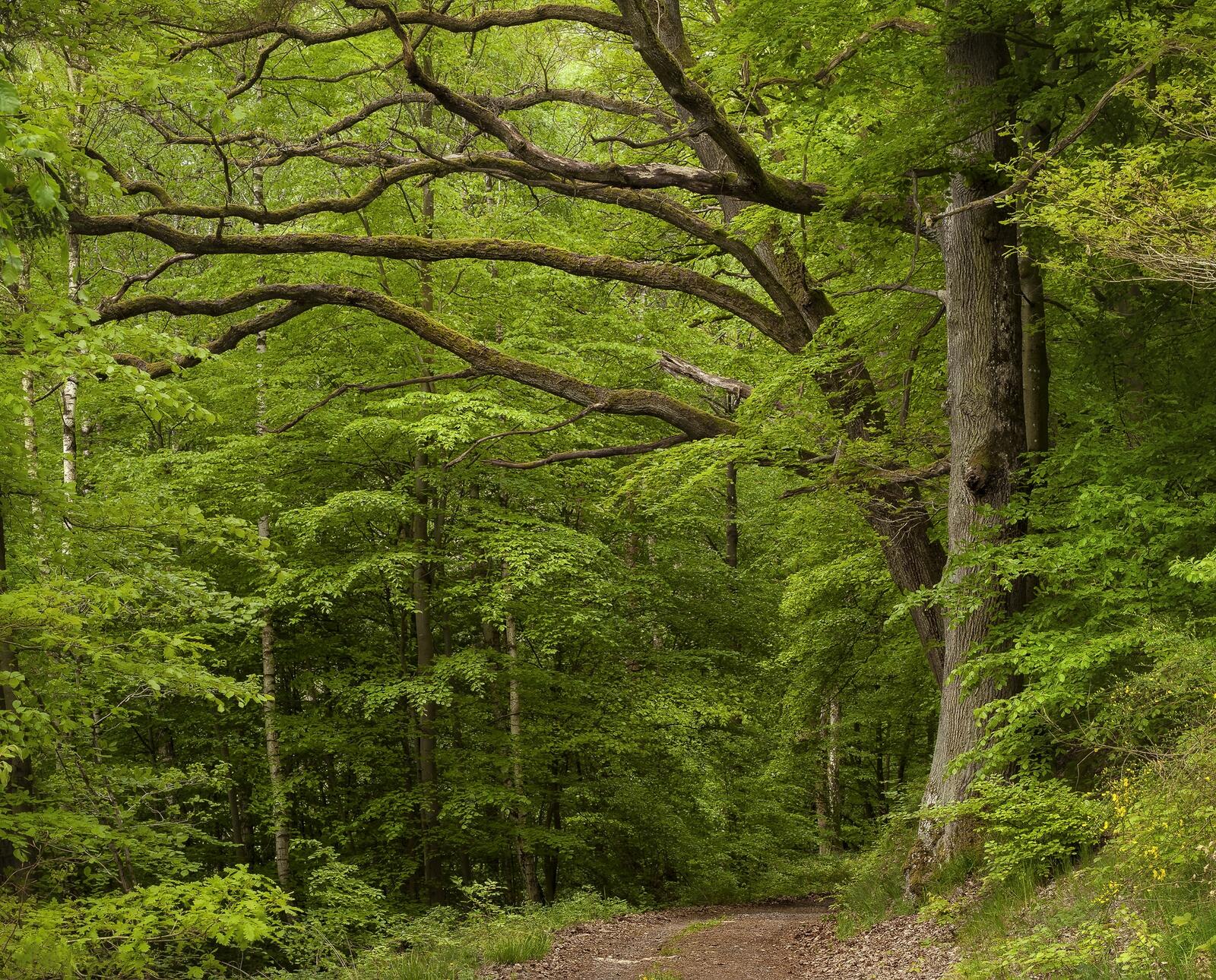 Бесплатное фото Зеленый лес и тропа