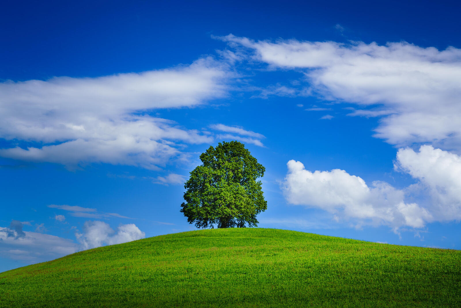 Wallpapers Lone Tree hill grass on the desktop