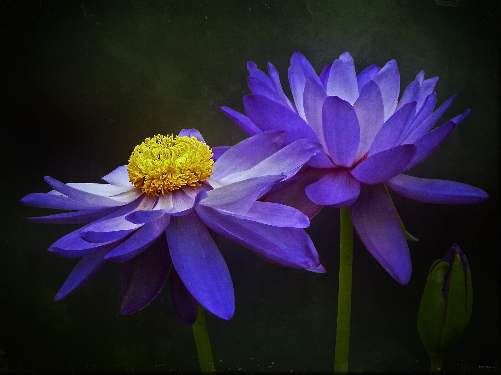 Free photo Purple lotuses