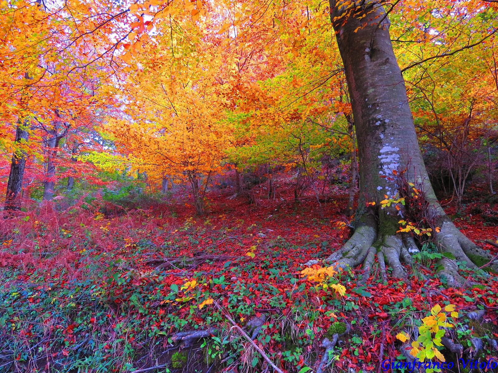 Обои осенний лес краски осени осень на рабочий стол