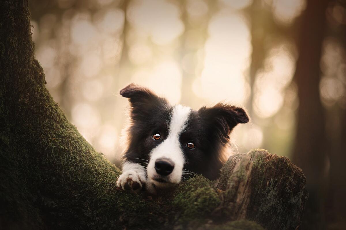 Черно-белая собака возле дерева
