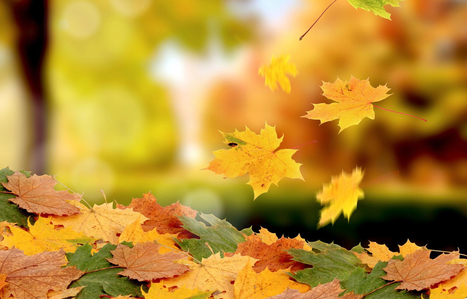 Wallpapers seasons autumn maple on the desktop