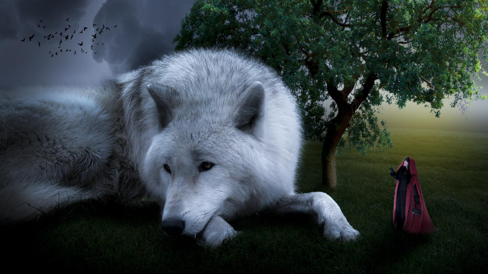 Обои поле белый волк девушка дерево на рабочий стол