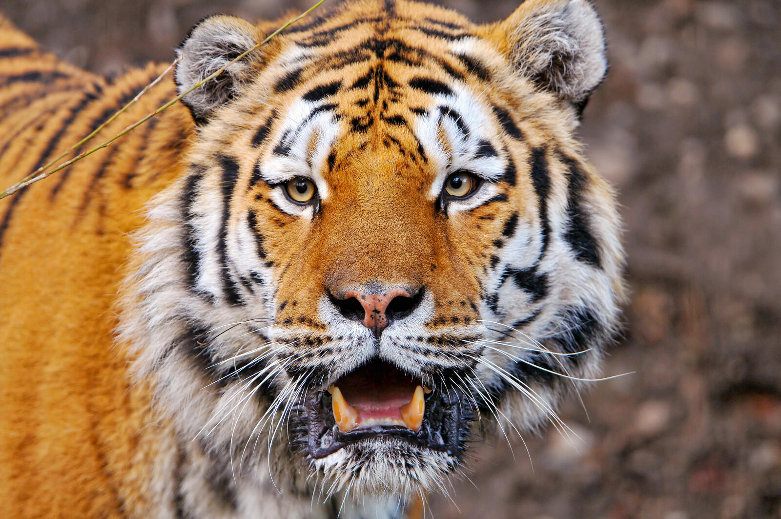 Бесплатное фото Морда тигра