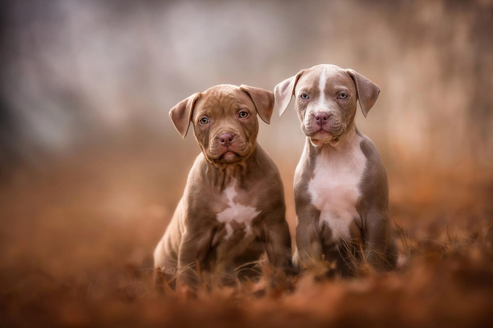 Free photo A couple of small pit bulls