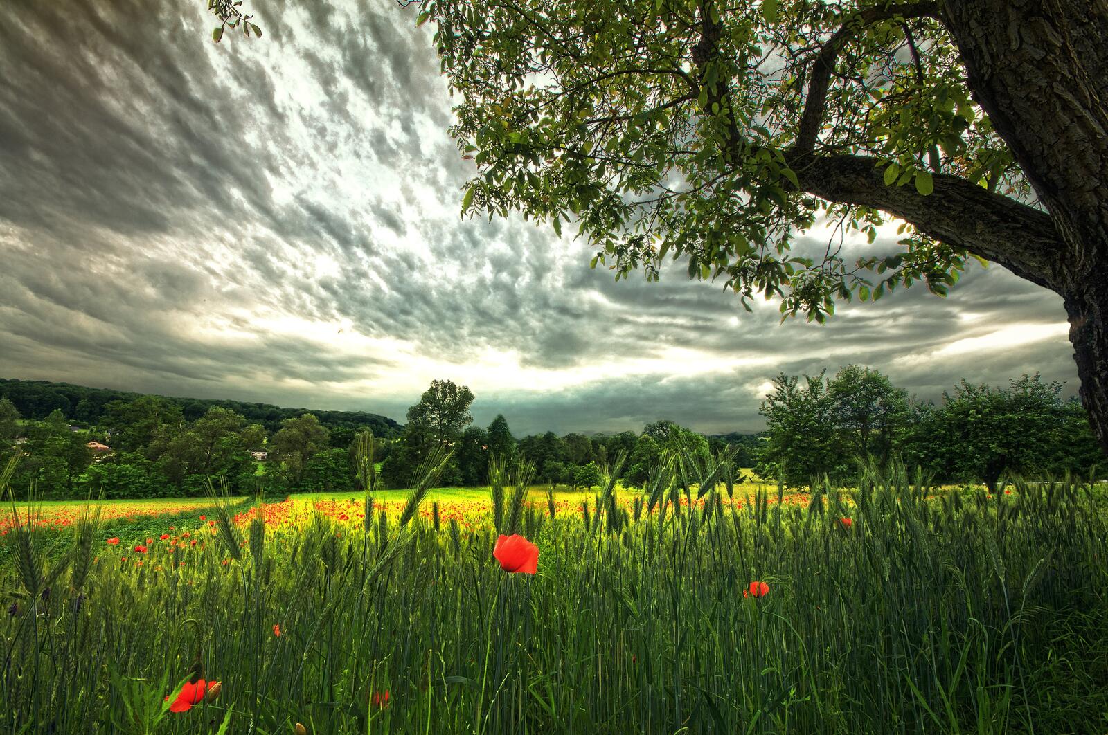 Wallpapers clouds flowers grass on the desktop
