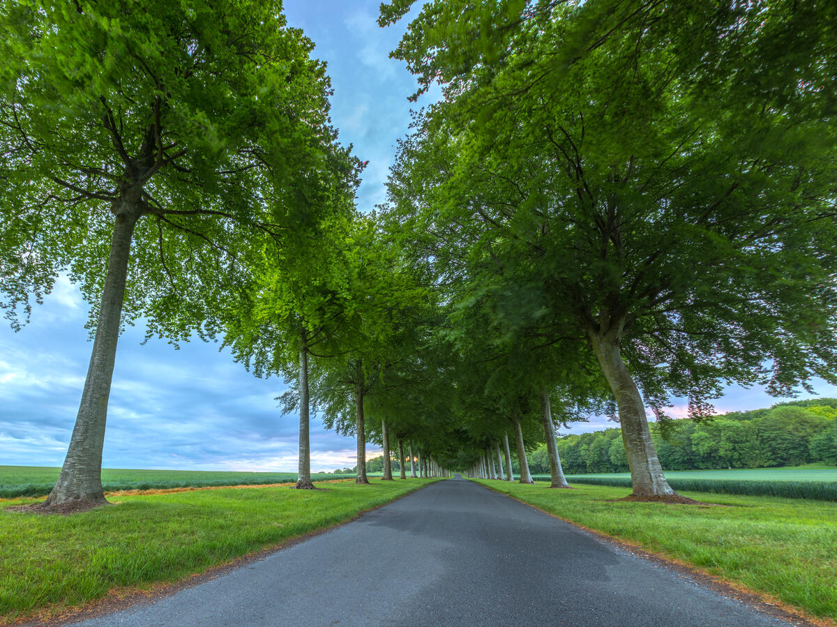 Road between green trees