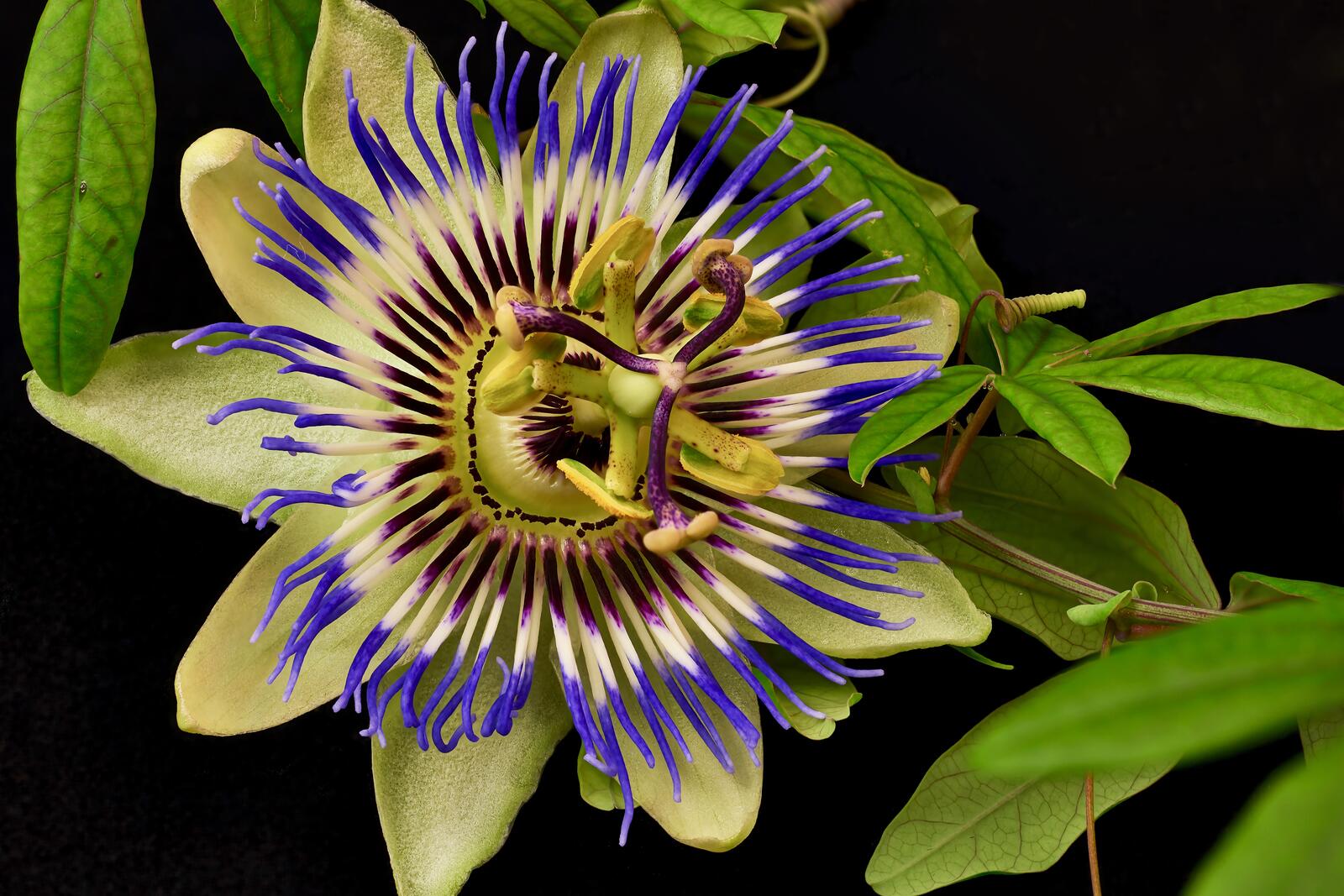 Wallpapers Passionflower flower flora on the desktop