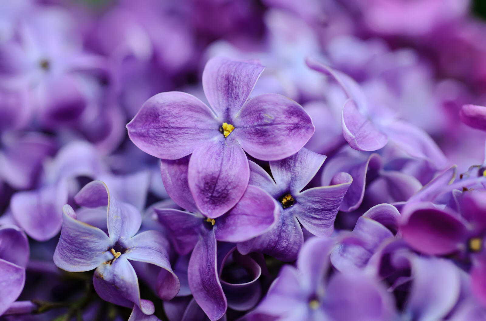 Free photo Lilac flowers