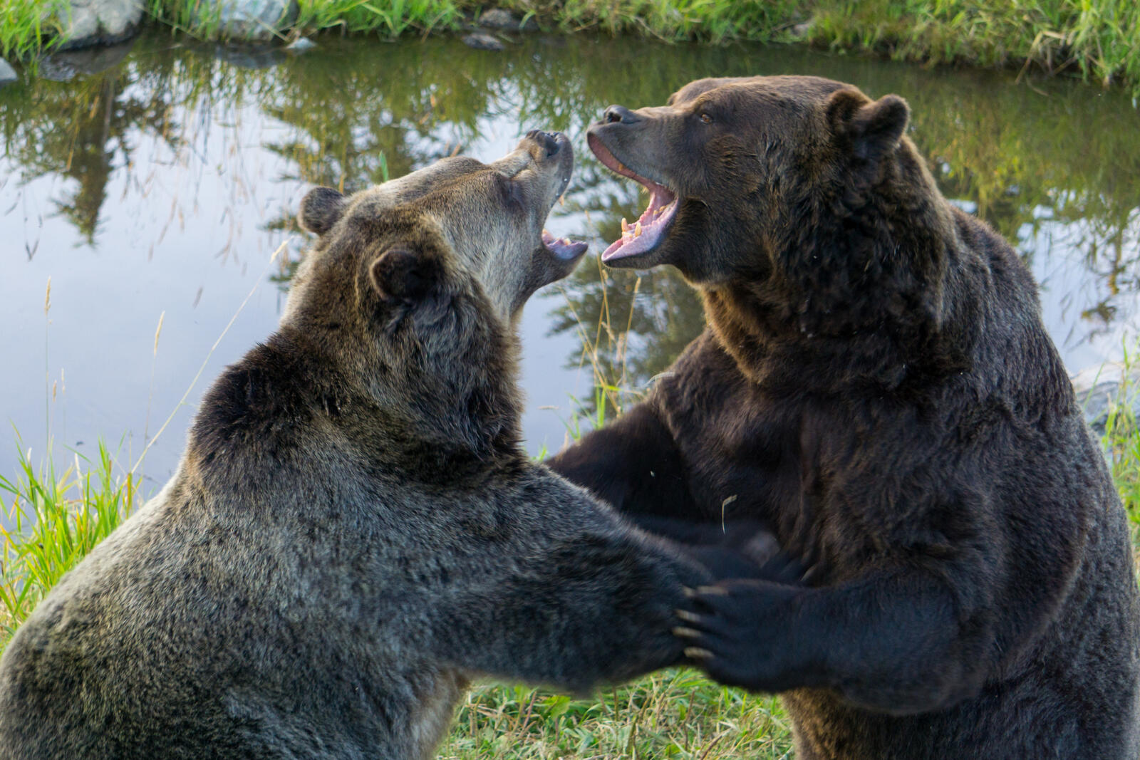 Обои медведи гризли разговор на рабочий стол