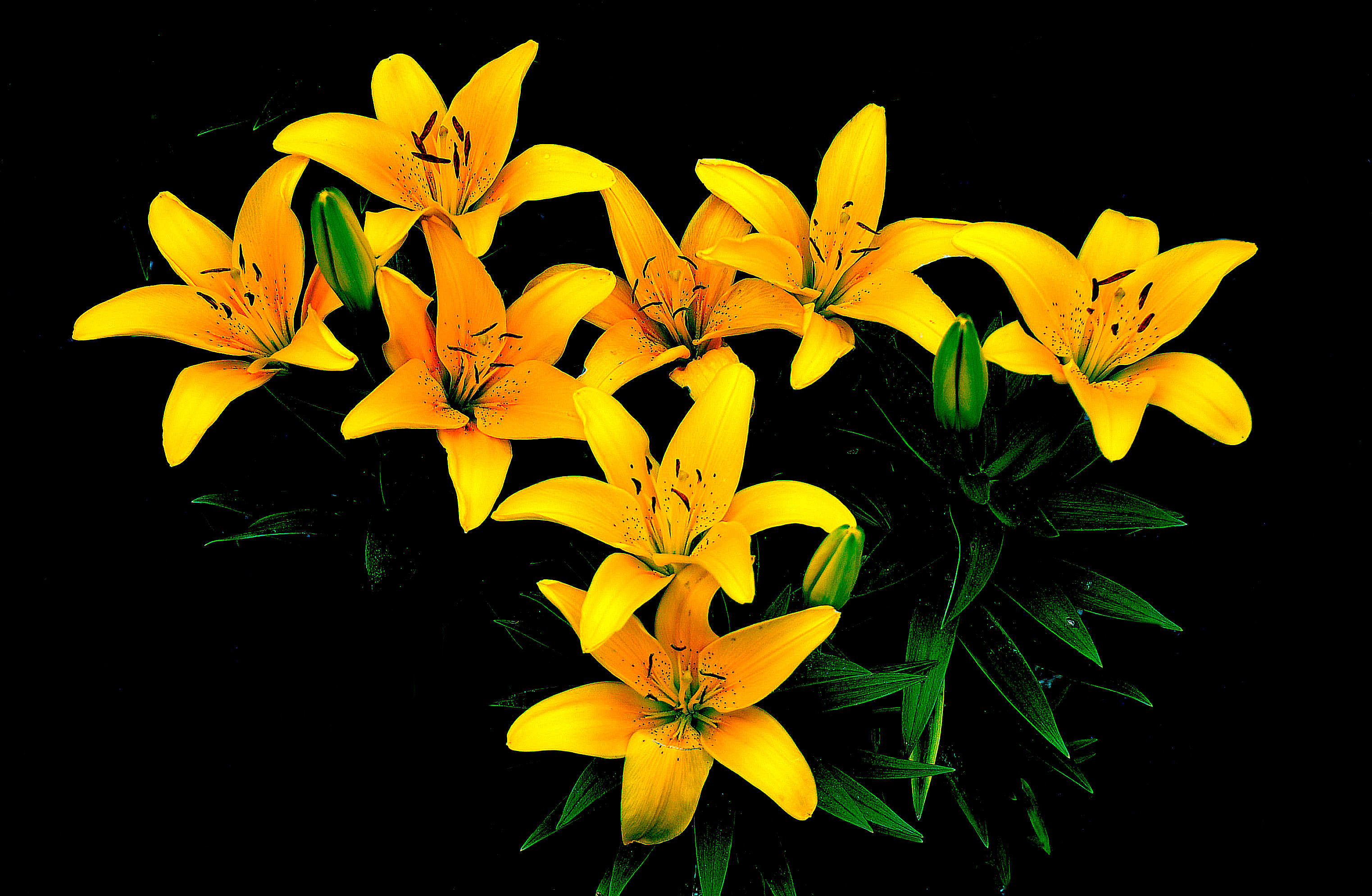 Photo free flower, yellow lilies, yellow flowers