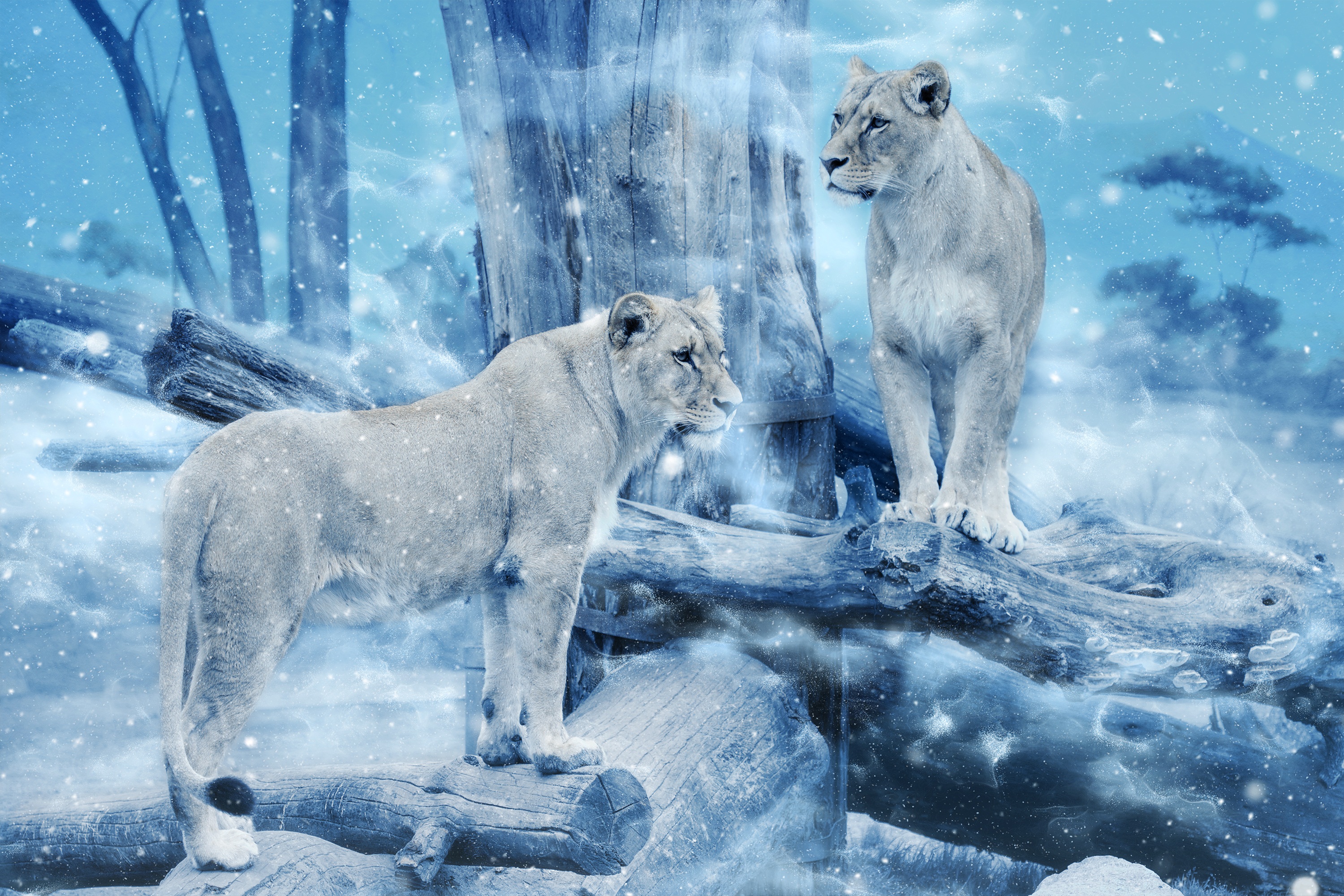 Wallpapers lioness lionesses animals on the desktop