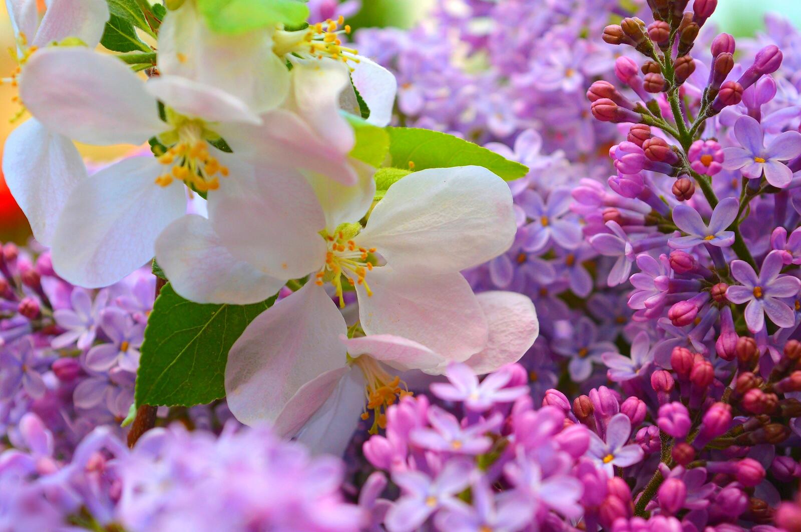 Обои весна цветение цветы на рабочий стол