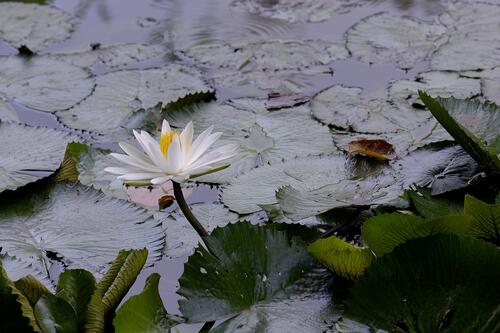 The pond is overgrown with lilies