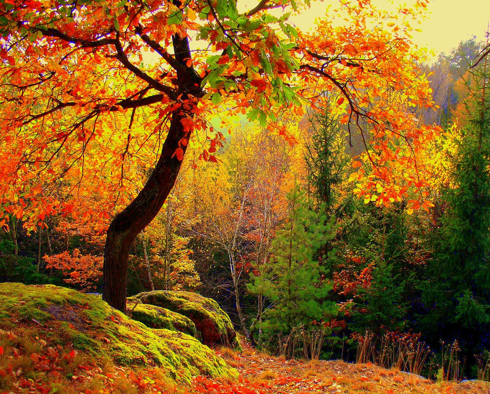 Обои природа осенние листья осенний лес на рабочий стол