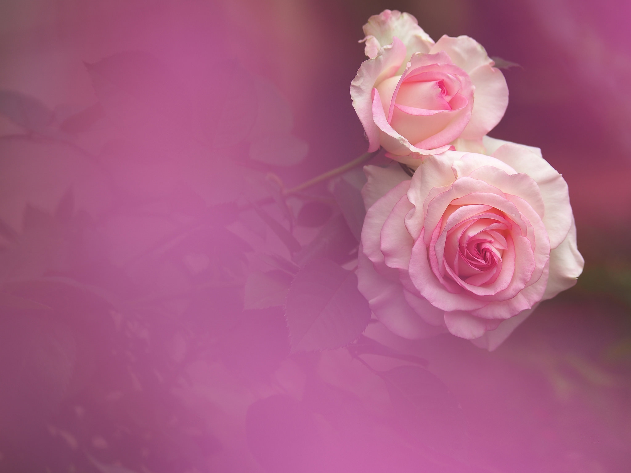Фото бесплатно роза, розы, белые розы