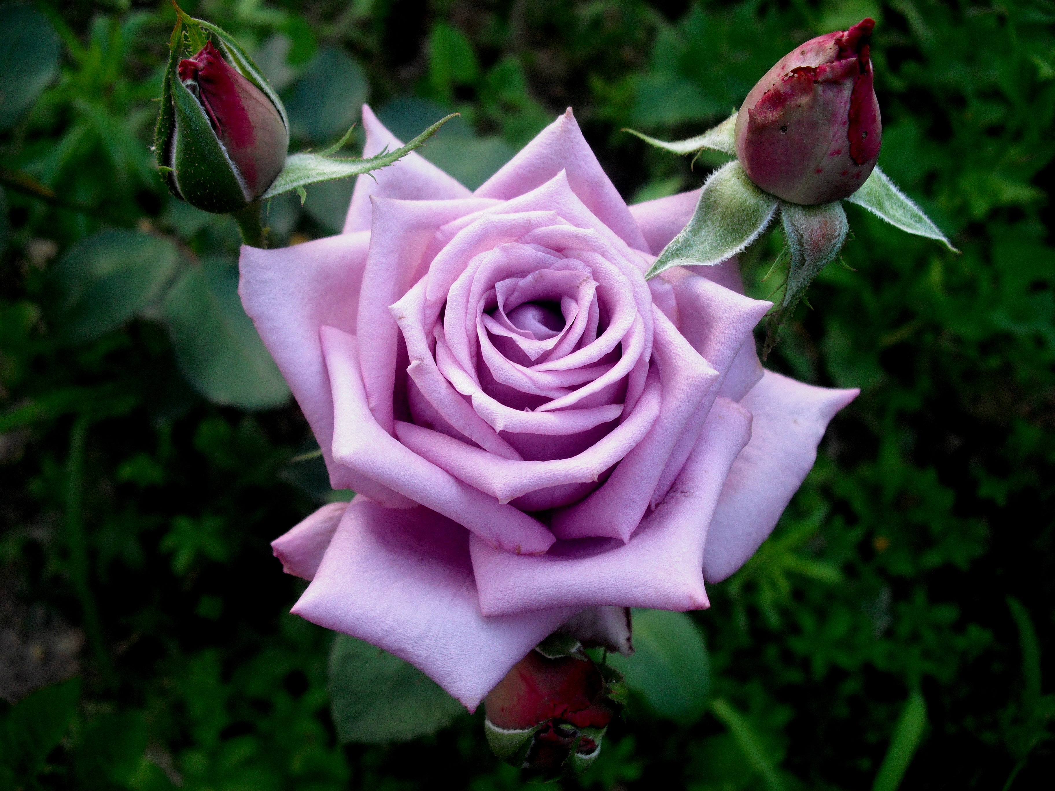 Обои цветок фиолетовые розы роза на рабочий стол