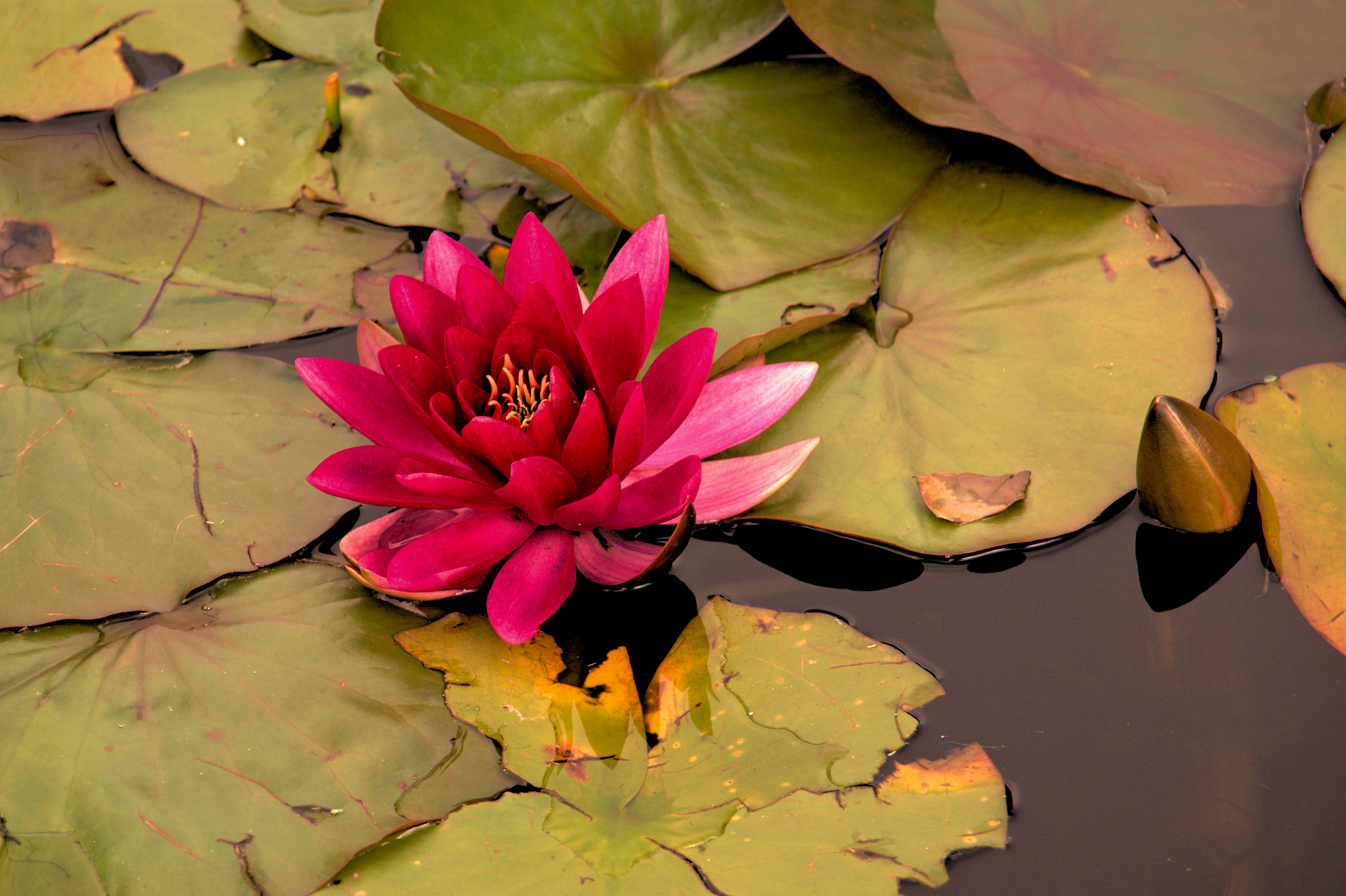 Wallpapers flora body of water water lily on the desktop