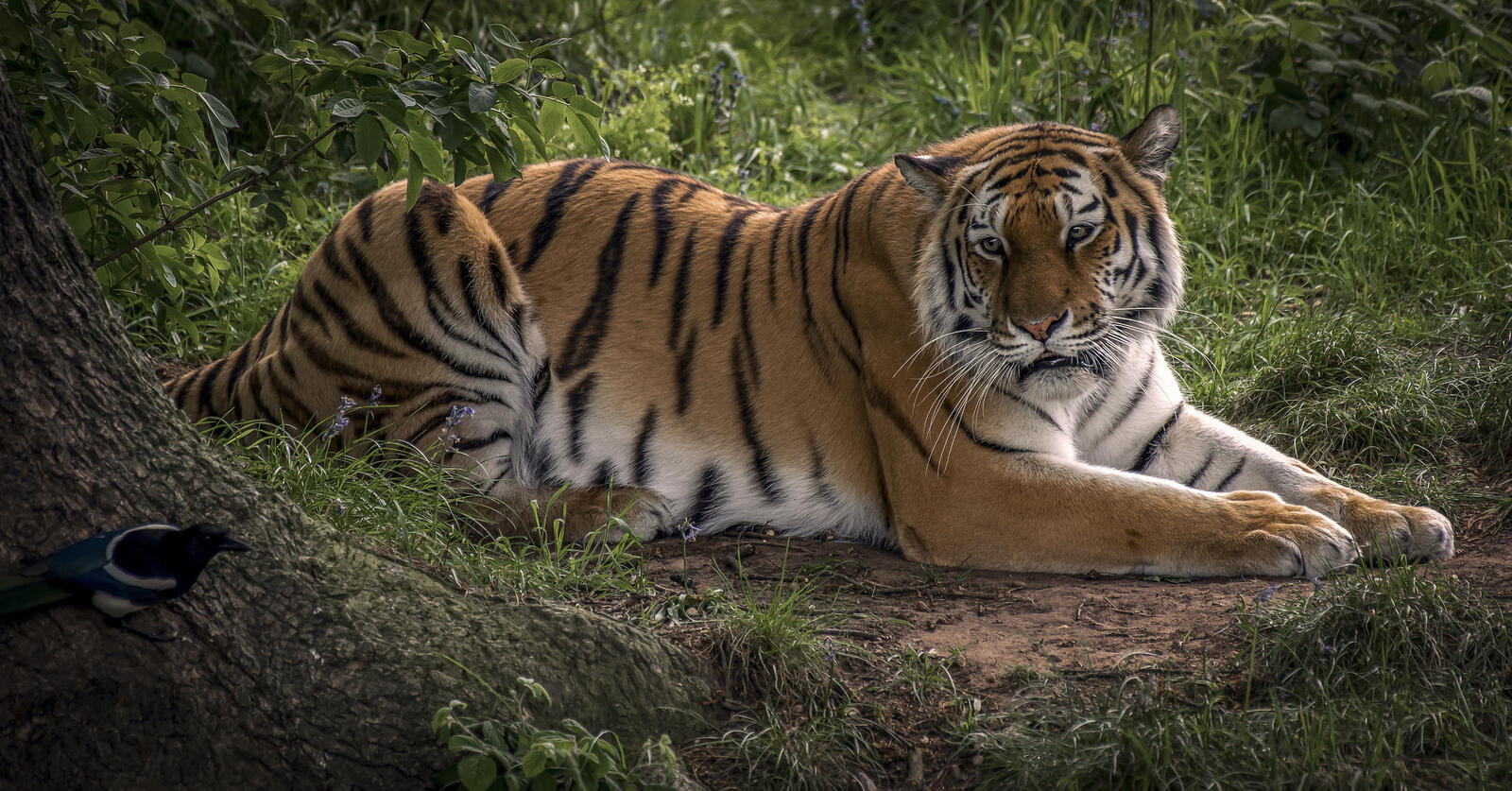 Free photo Screensaver Amur tiger, a big cat on the screen