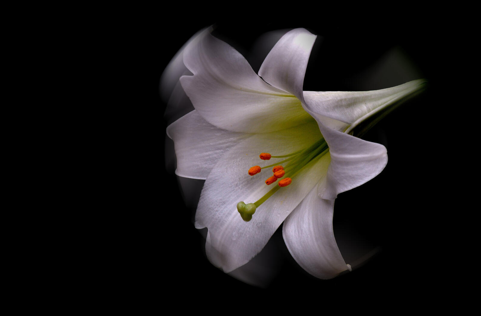 Обои белый цветок крупным планом лилия на рабочий стол