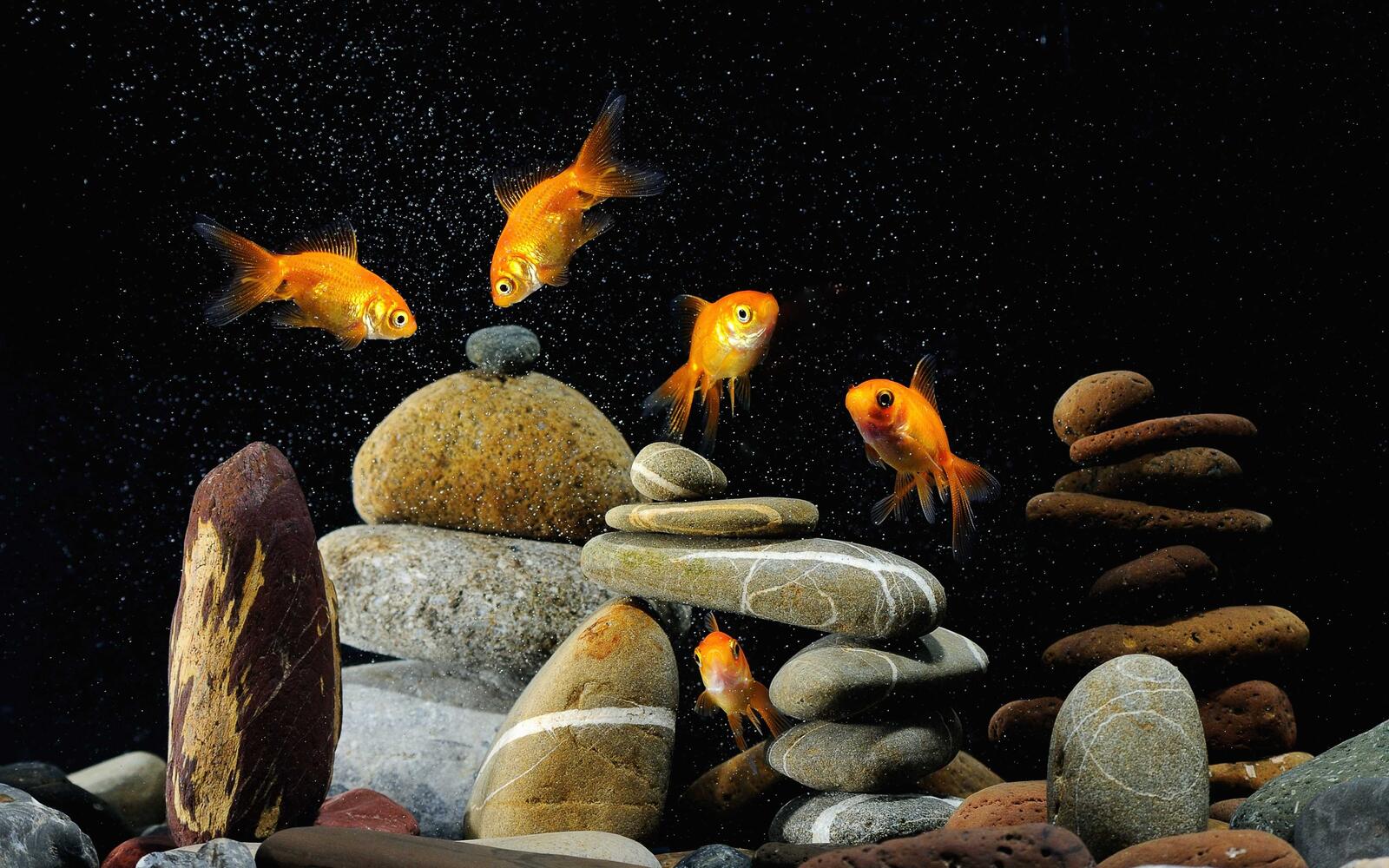 Wallpapers Aquarium gold fish on the desktop