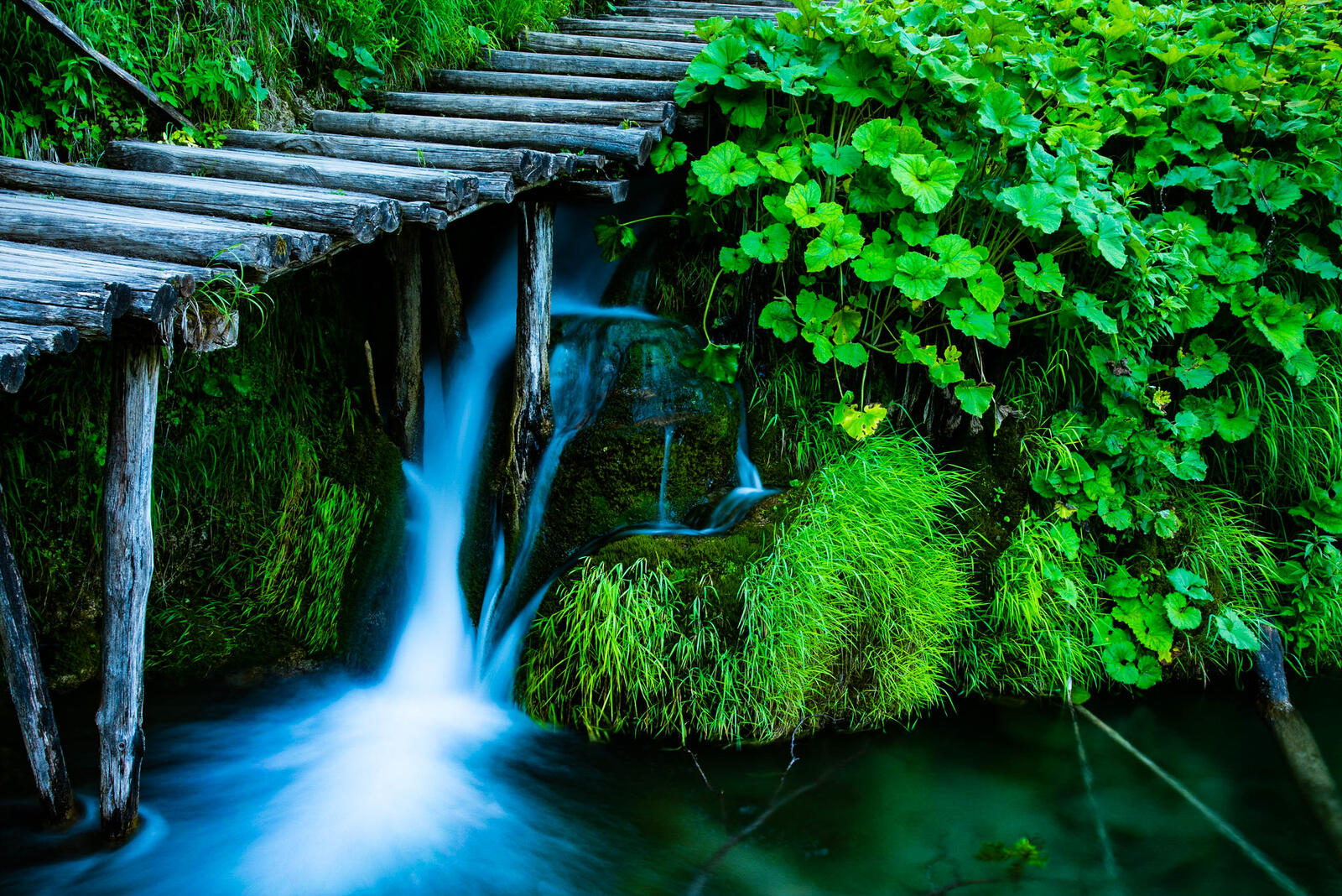 Обои Хорватия зеленые листья национальный парк Плитвицкие озера на рабочий стол