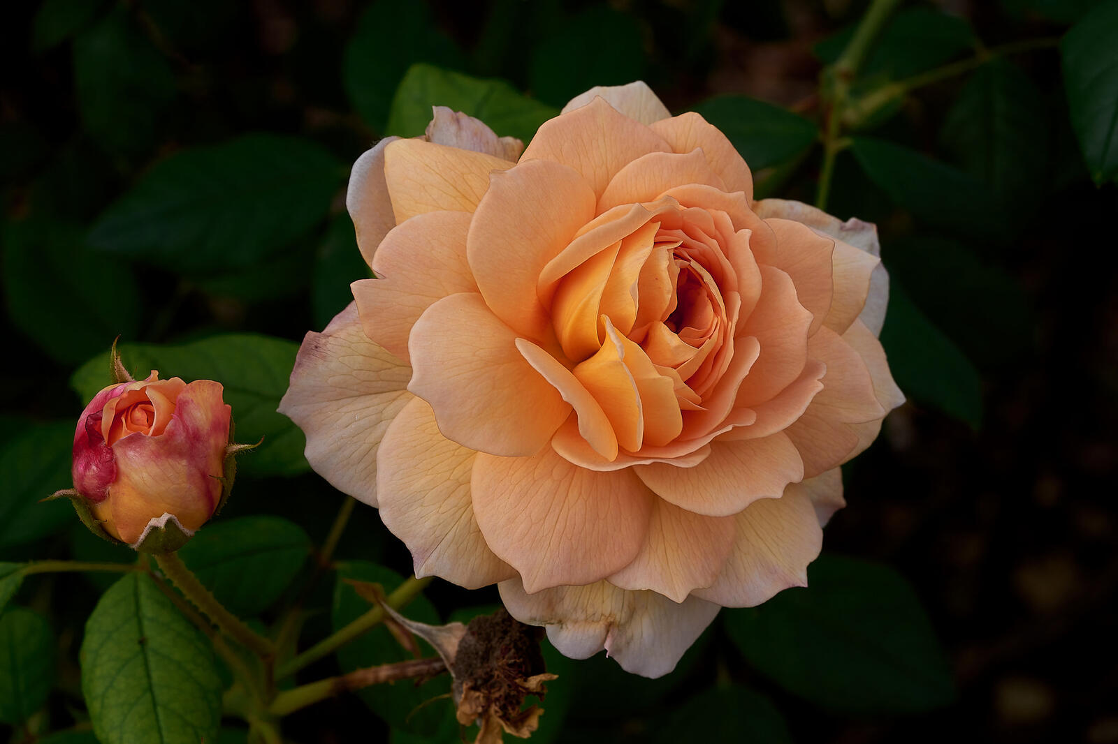 Обои макро роза композиция из цветов на рабочий стол
