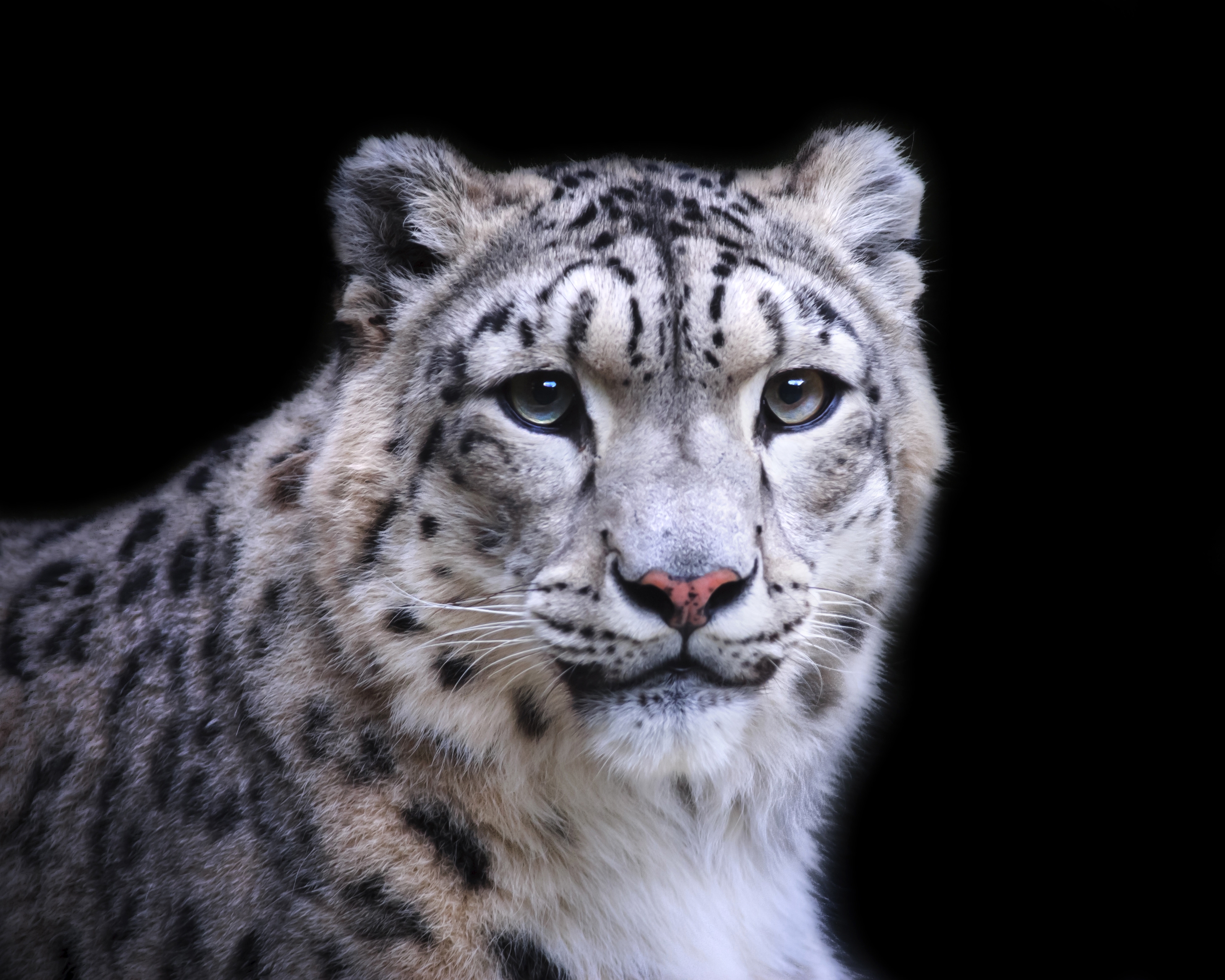 Wallpapers snow leopard majestic predator on the desktop