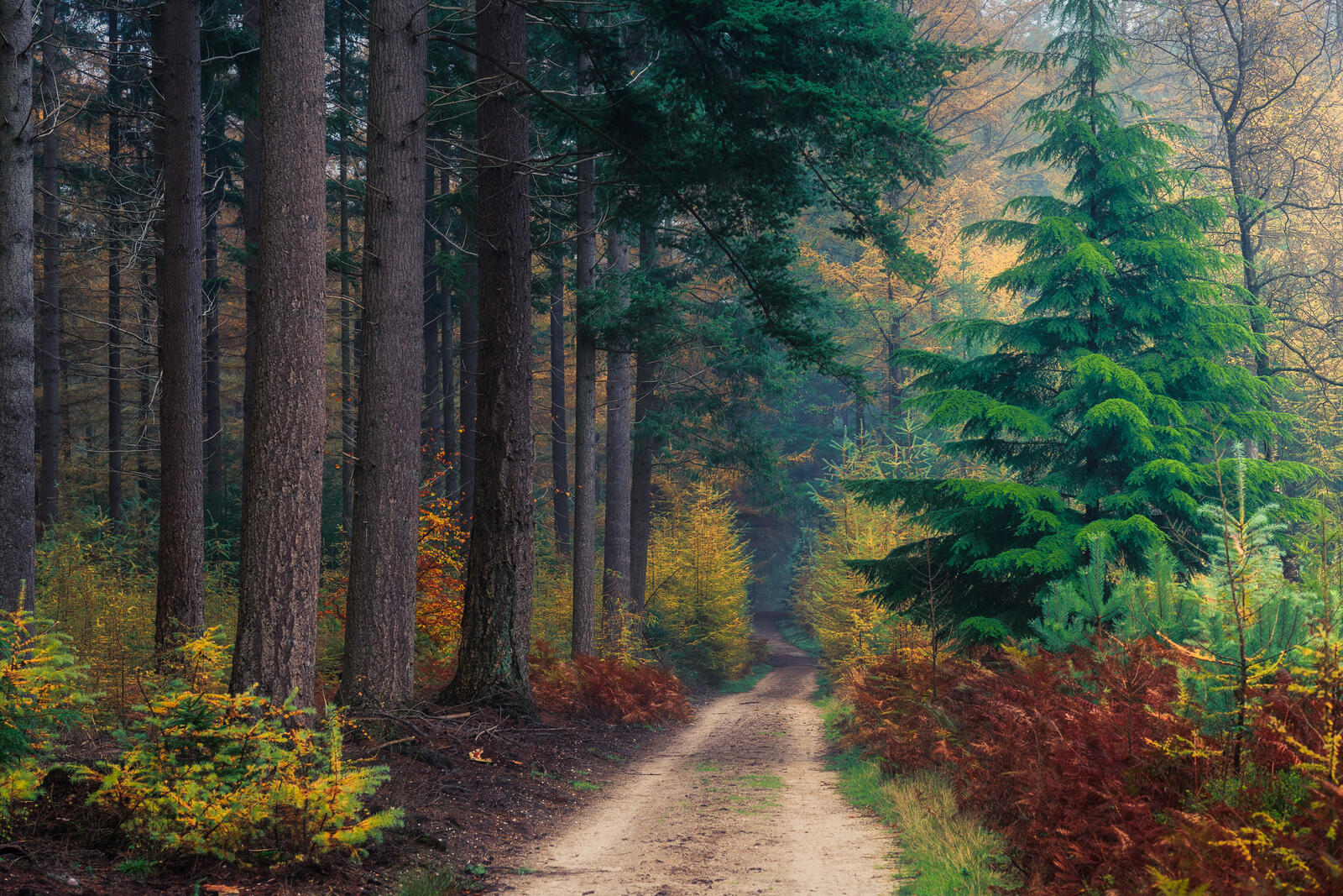 Wallpapers landscape forest road autumn on the desktop