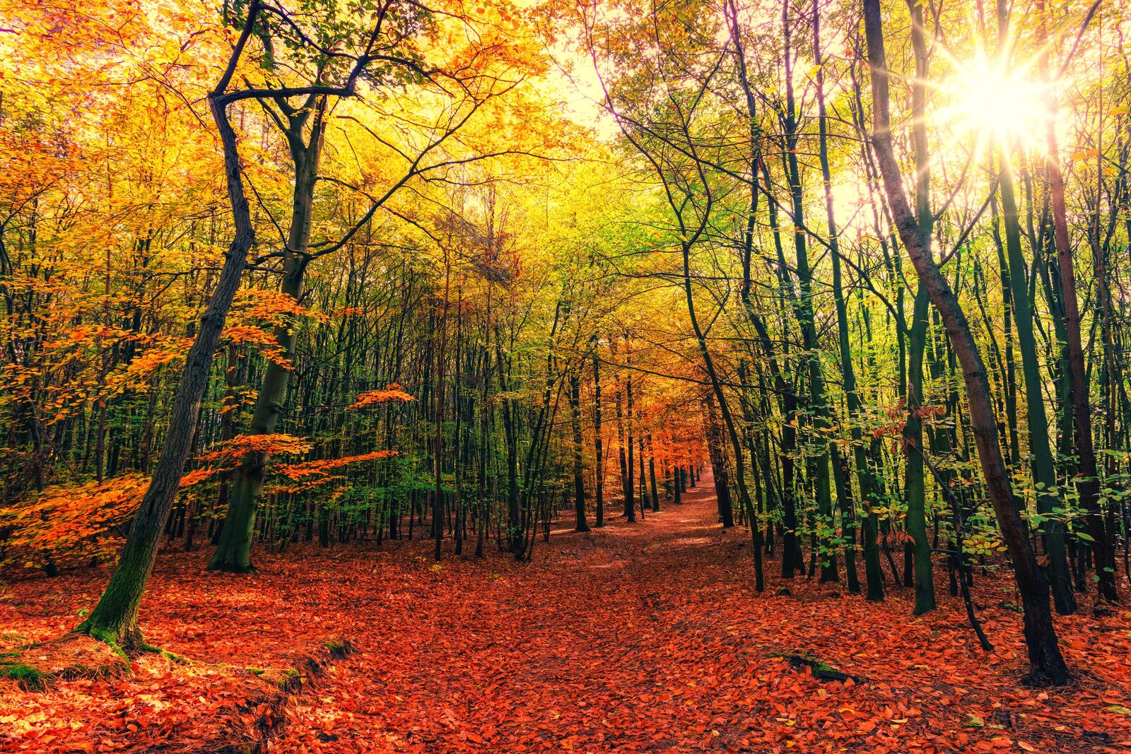 Обои дорога осенние листья золотая осень на рабочий стол