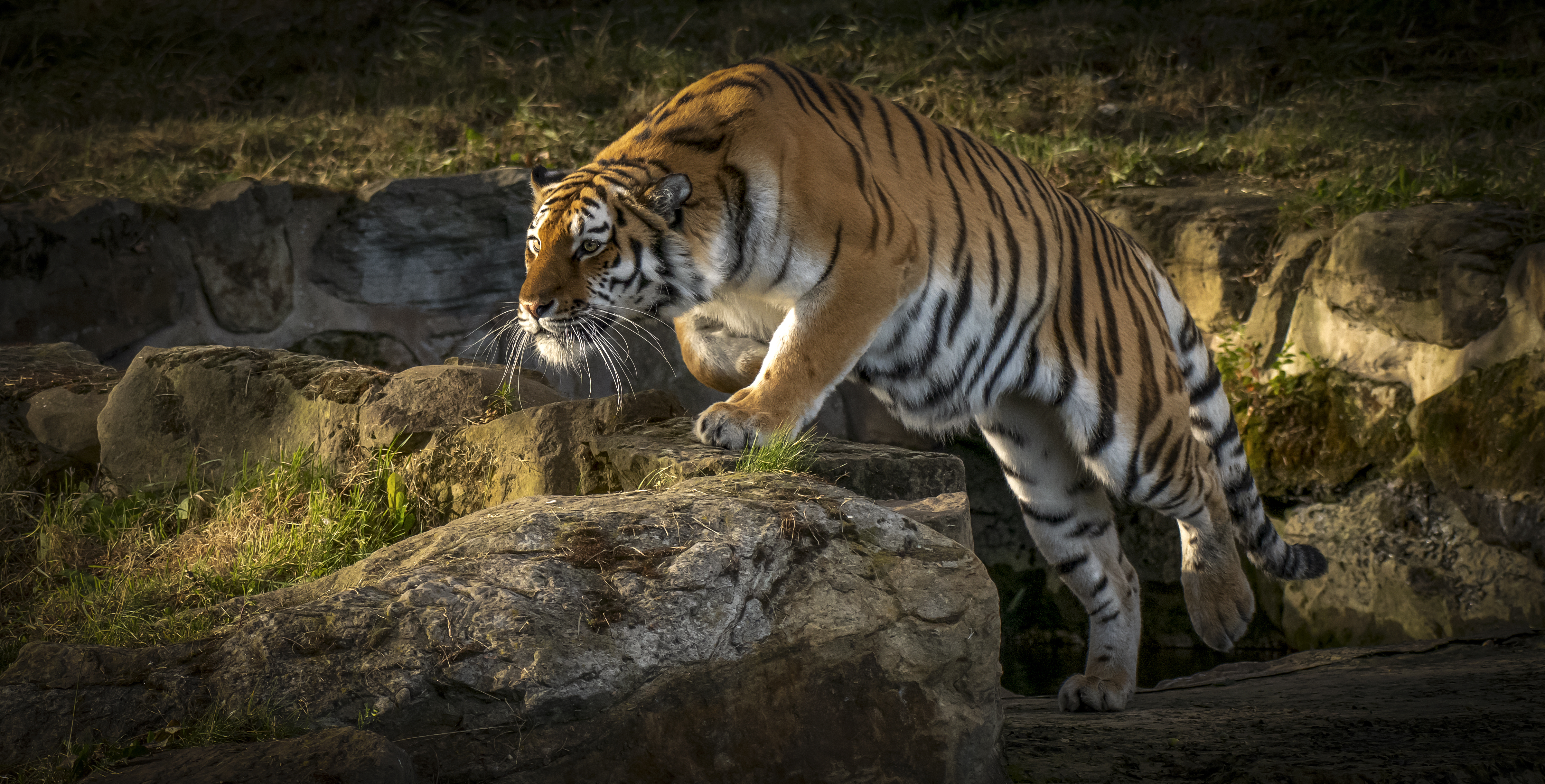 Animal picture, Amur tiger on the desktop