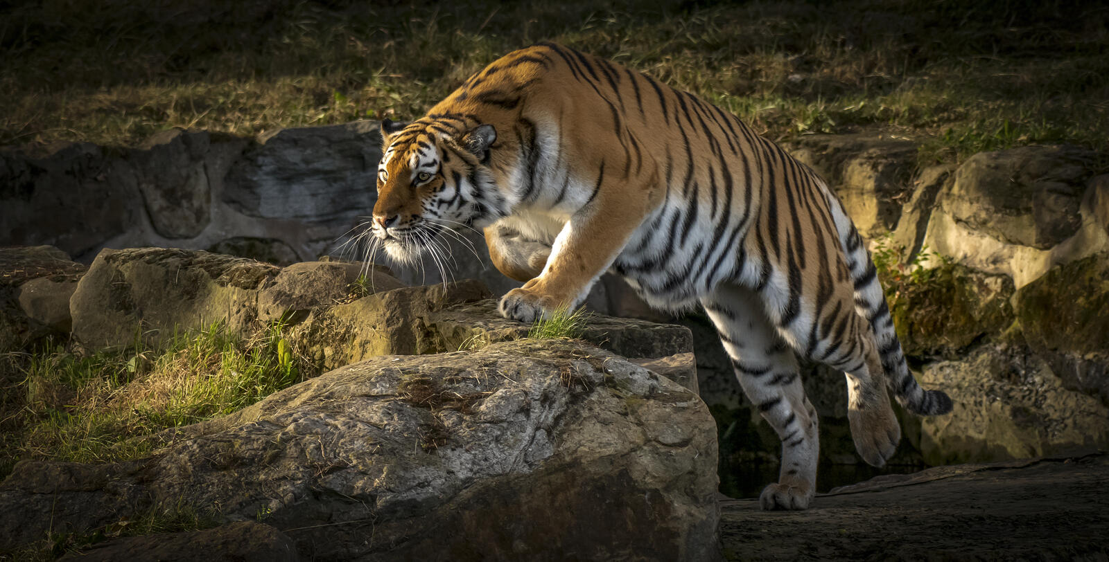 Free photo Animal picture, Amur tiger on the desktop