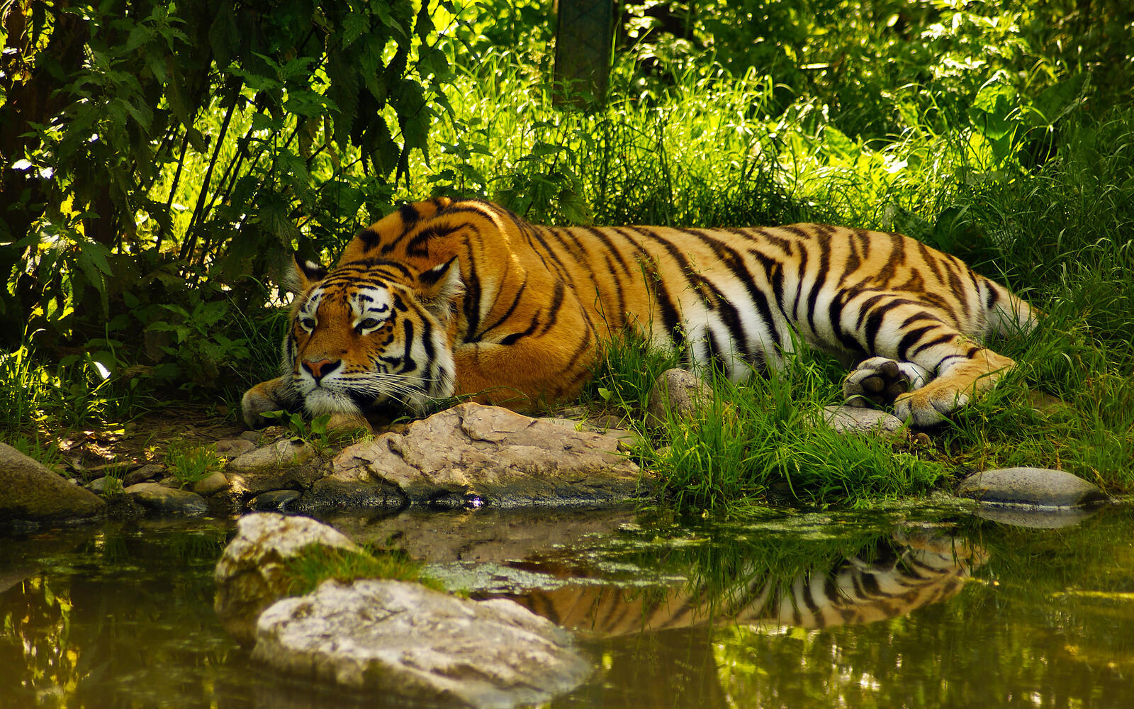 Обои тигр на отдыхе на природе водоём на рабочий стол
