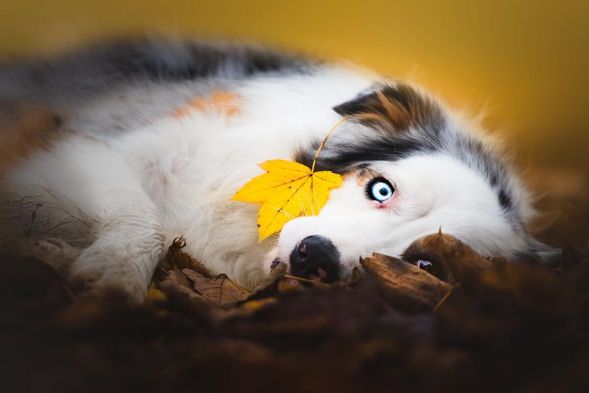 Yellow leaf, blue eyes