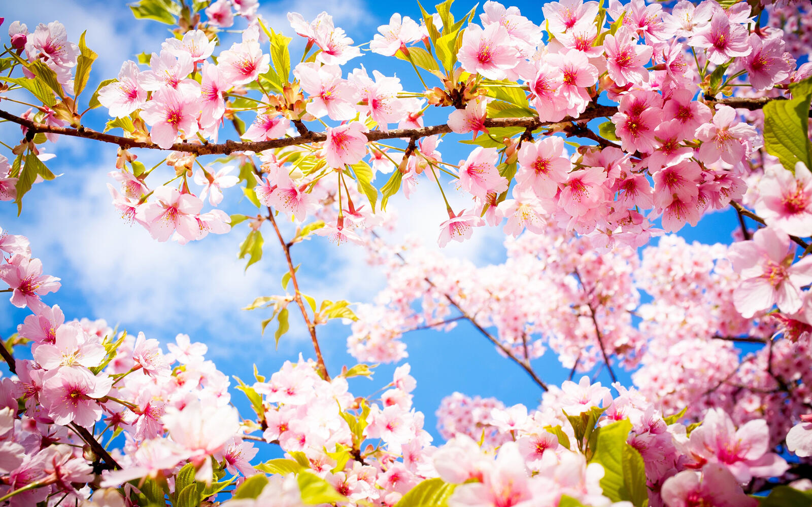 Обои весна цветение сакура на рабочий стол