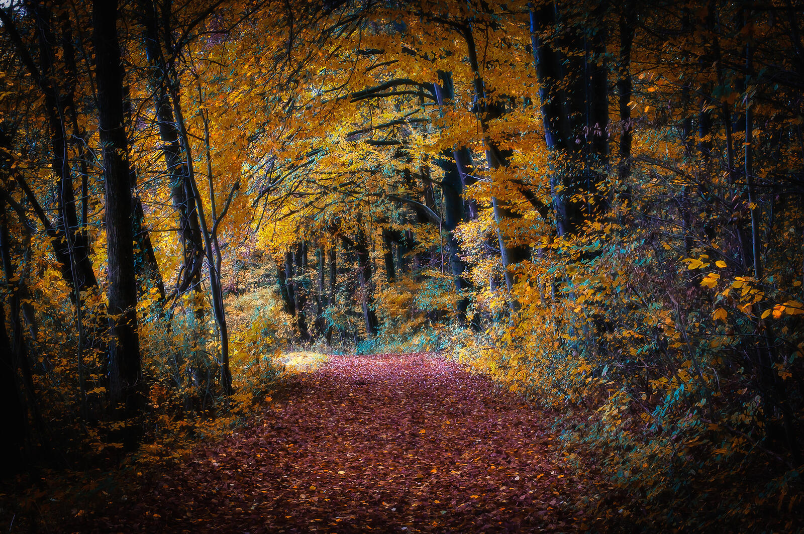 Wallpapers Park nature autumn colors on the desktop