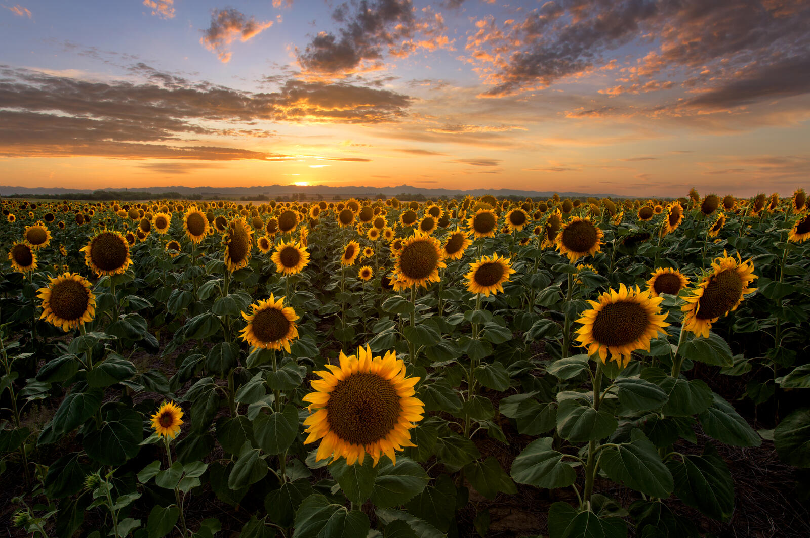 Free photo Field of sunflowers at sunrise