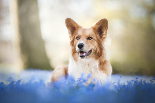 Собака на весенней полянке