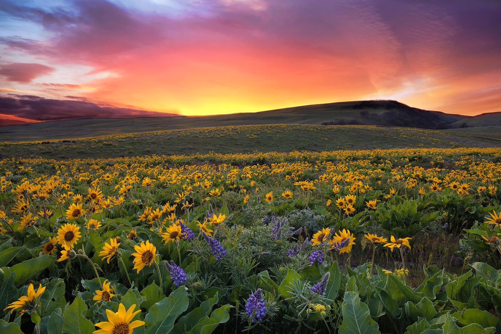 Wallpapers Sunset at Columbia Hills State Park Washington field on the desktop