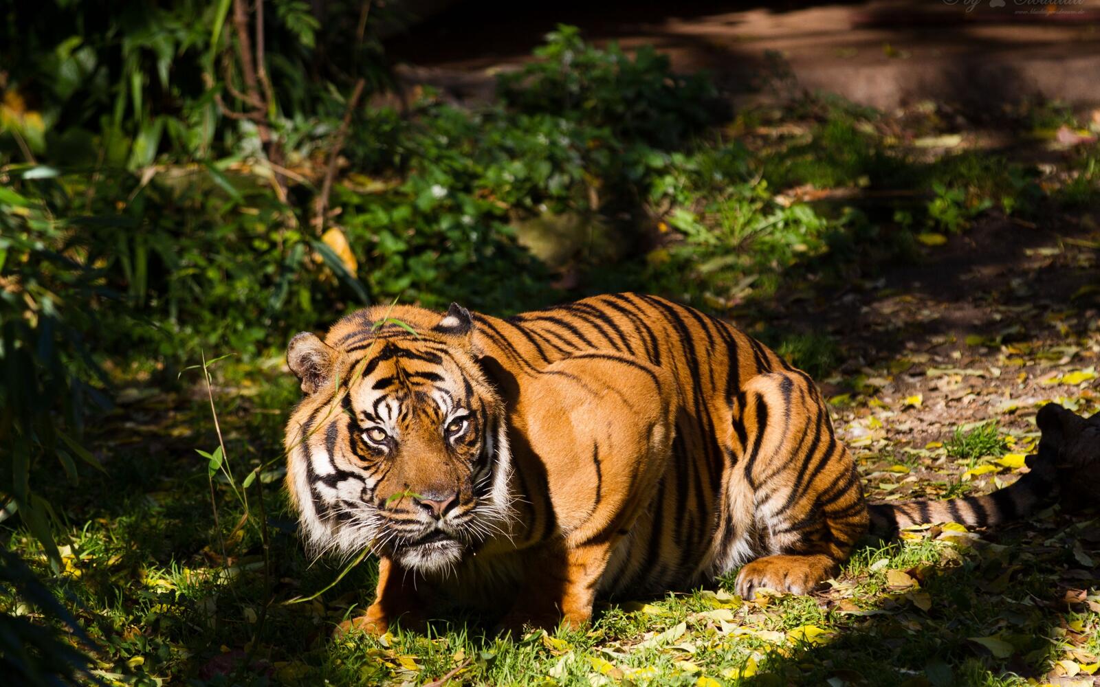 Бесплатное фото Грозный тигр